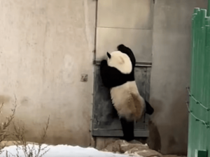 Это панда стучит в дверь или аниматор в меховом костюме?