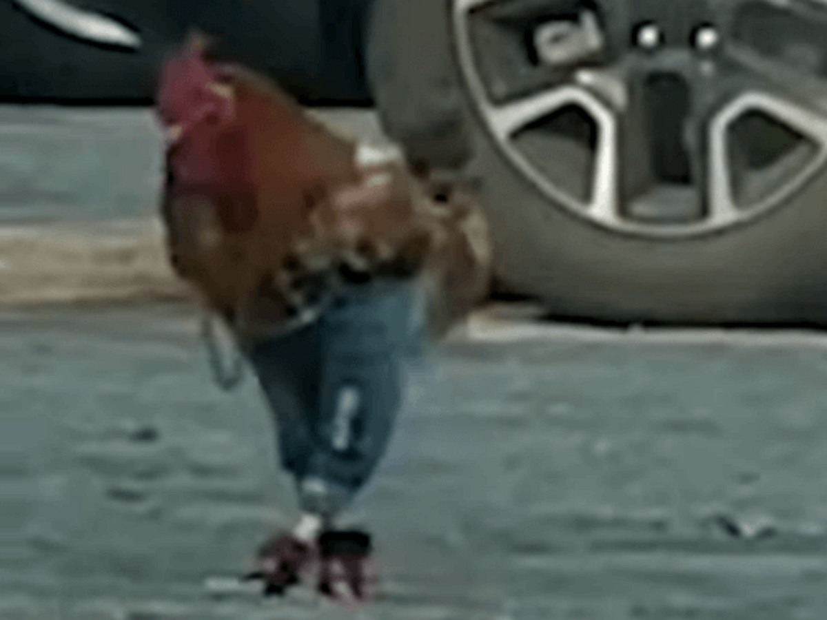 Курица прогулялась по улице в джинсах