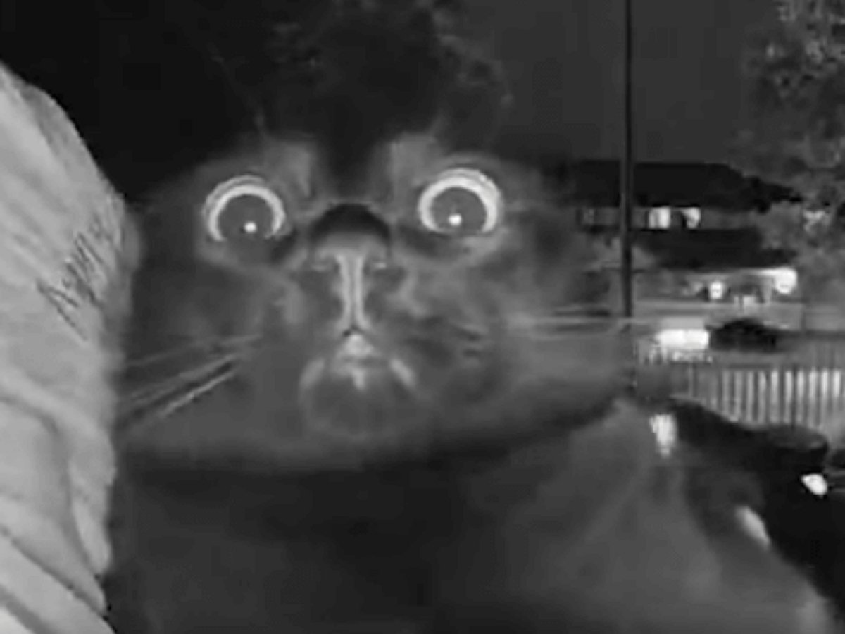 «Говорящий» видеодомофон ошеломил кота