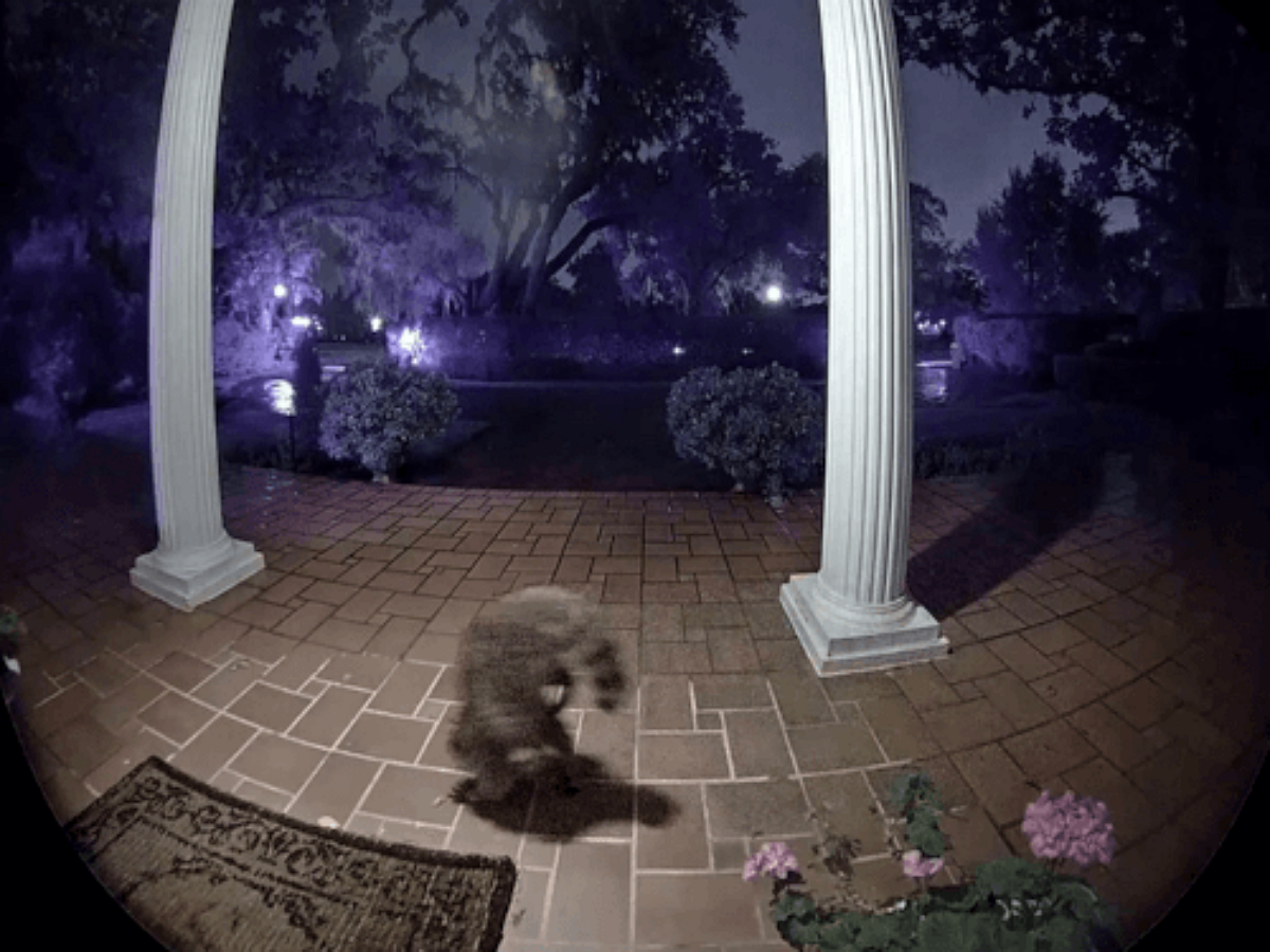 Енот продефилировал мимо дома на передних лапах