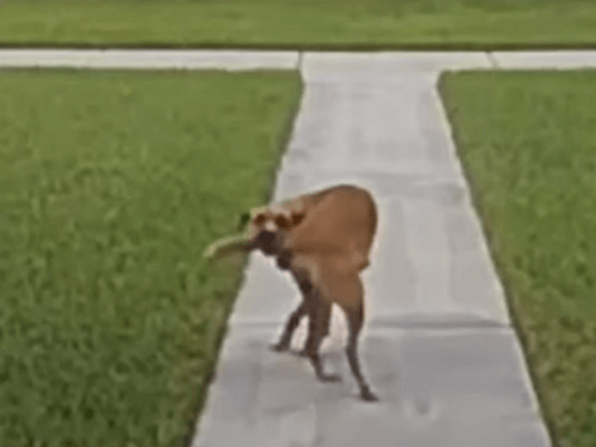 Рыжий щенок немецкой овчарки. Цветовое зрение собак. Зрение собак. К чему снится собака. Зрение собак.