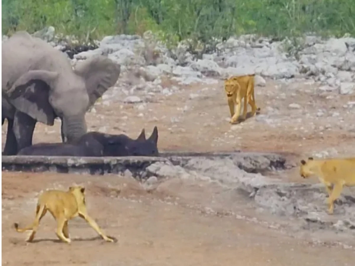 Слоны пришли на помощь носорогу, которого окружили львы