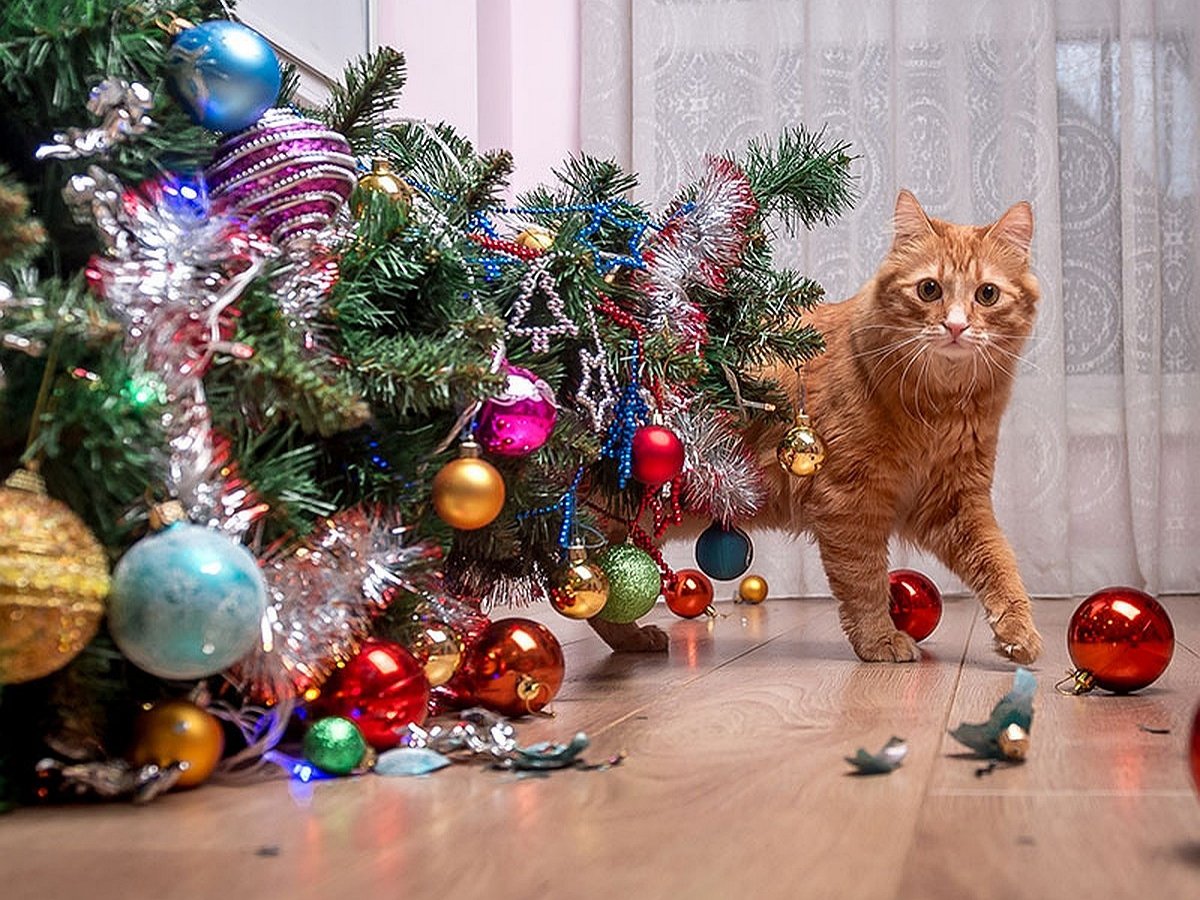 Котики — это совсем не так весело, как кажется