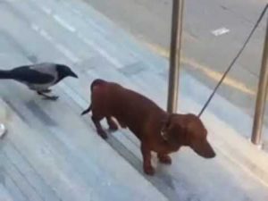 Ворона пристает к собаке, не поддающейся на провокации