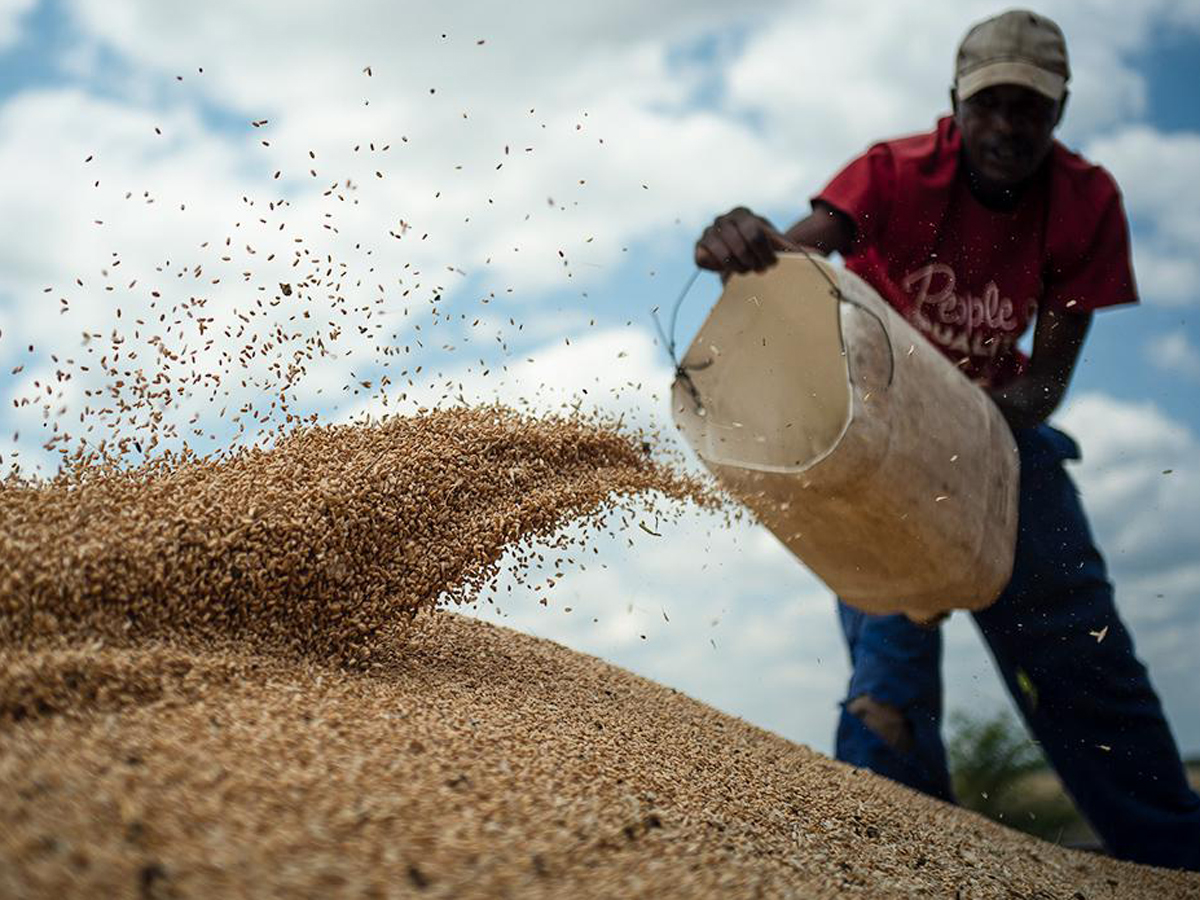 Треть российского зерна в Африке отправляется в мусор