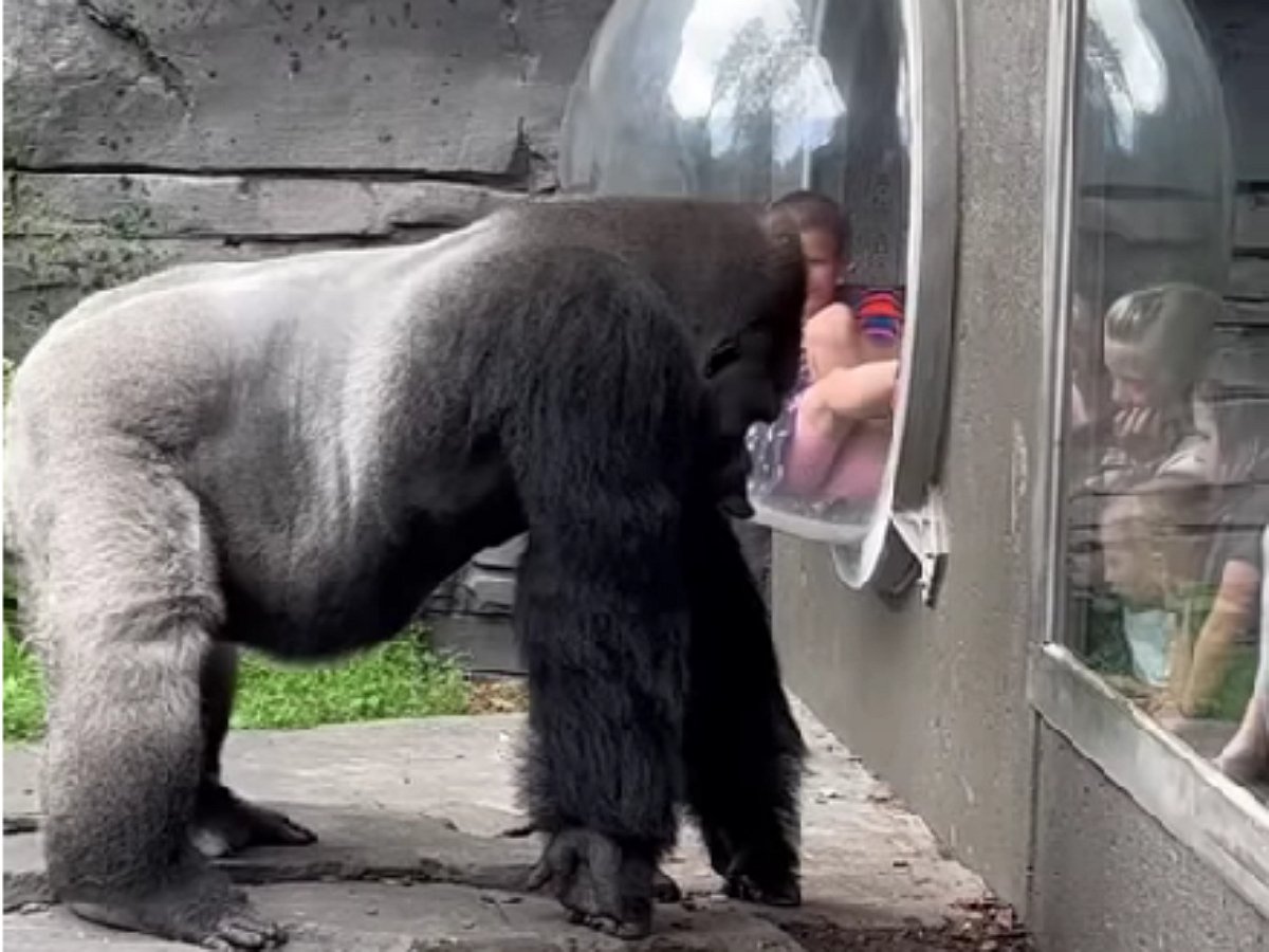 Горилла в зоопарке рассердилась на маленьких зрителей