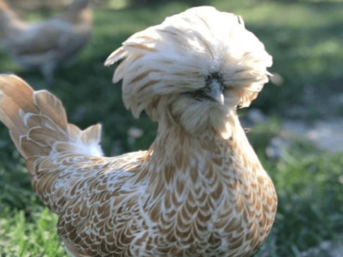 Как на самом деле выглядит мокрая курица