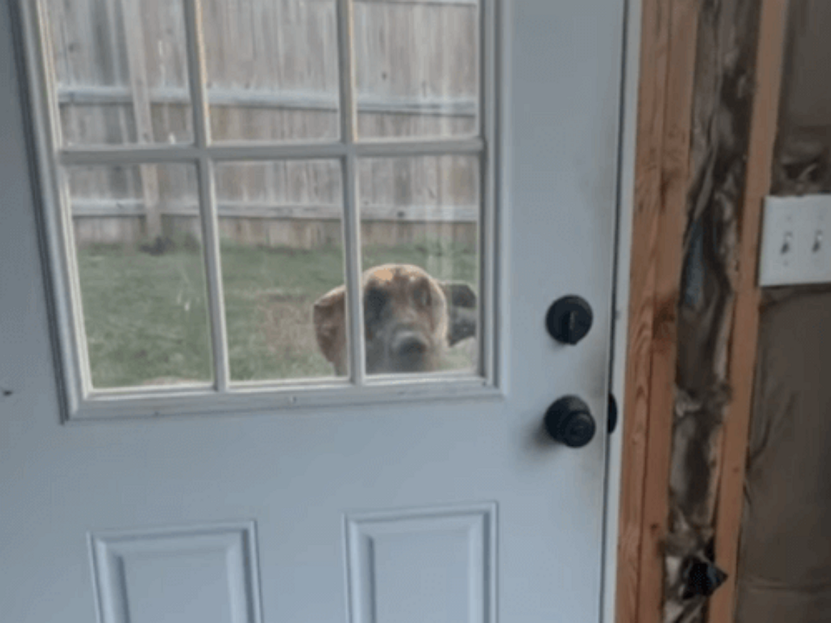 Пес хотел попасть в дом через закрытую дверь, игнорируя открытый выход