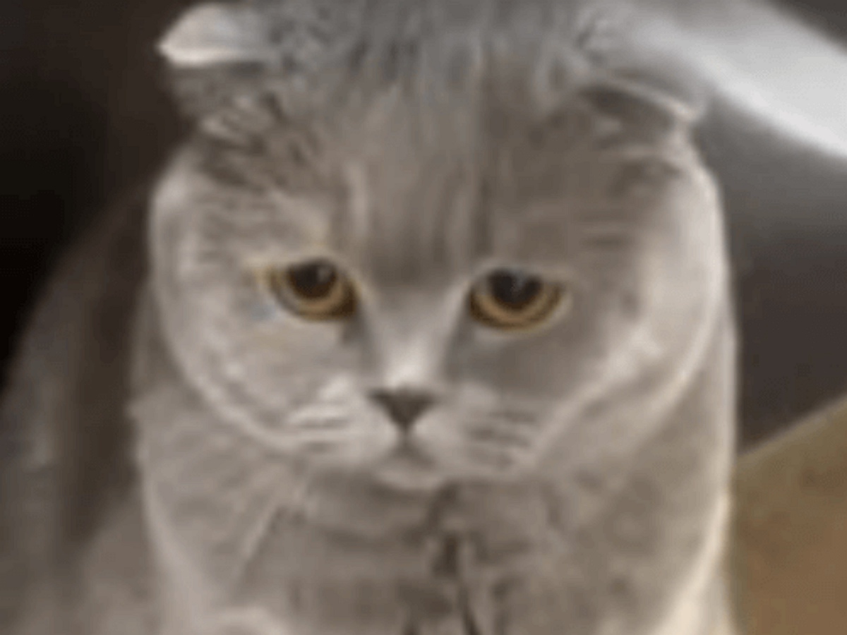 Эта кошка — воплощенное раскаяние!