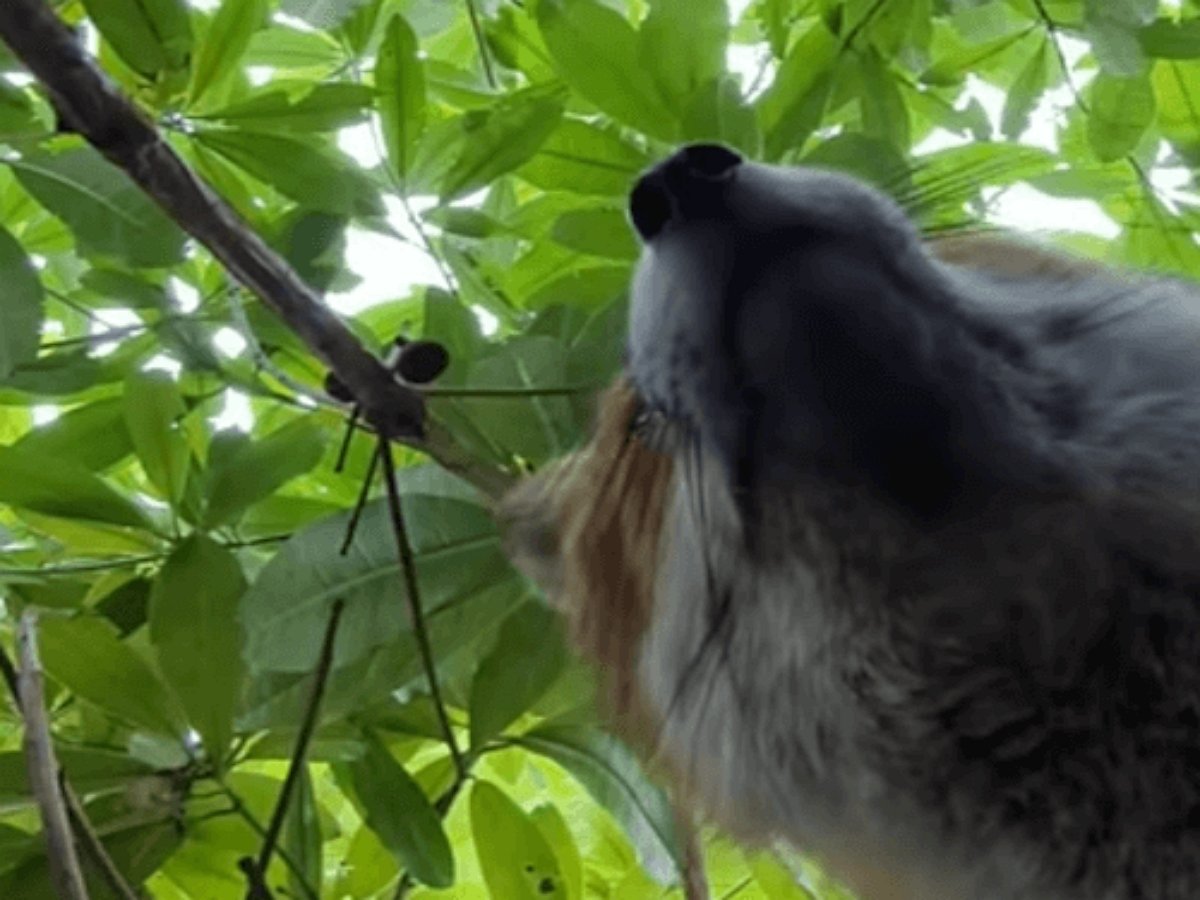 Лиса украла телефон и сняла селфи