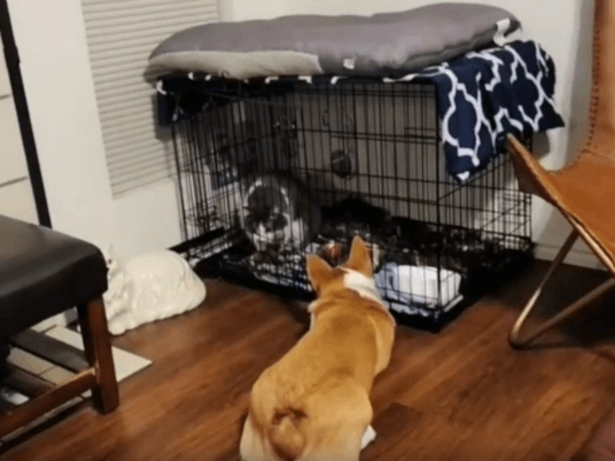 Заперев кота в клетке, пес не смог сдержать улыбку счастья