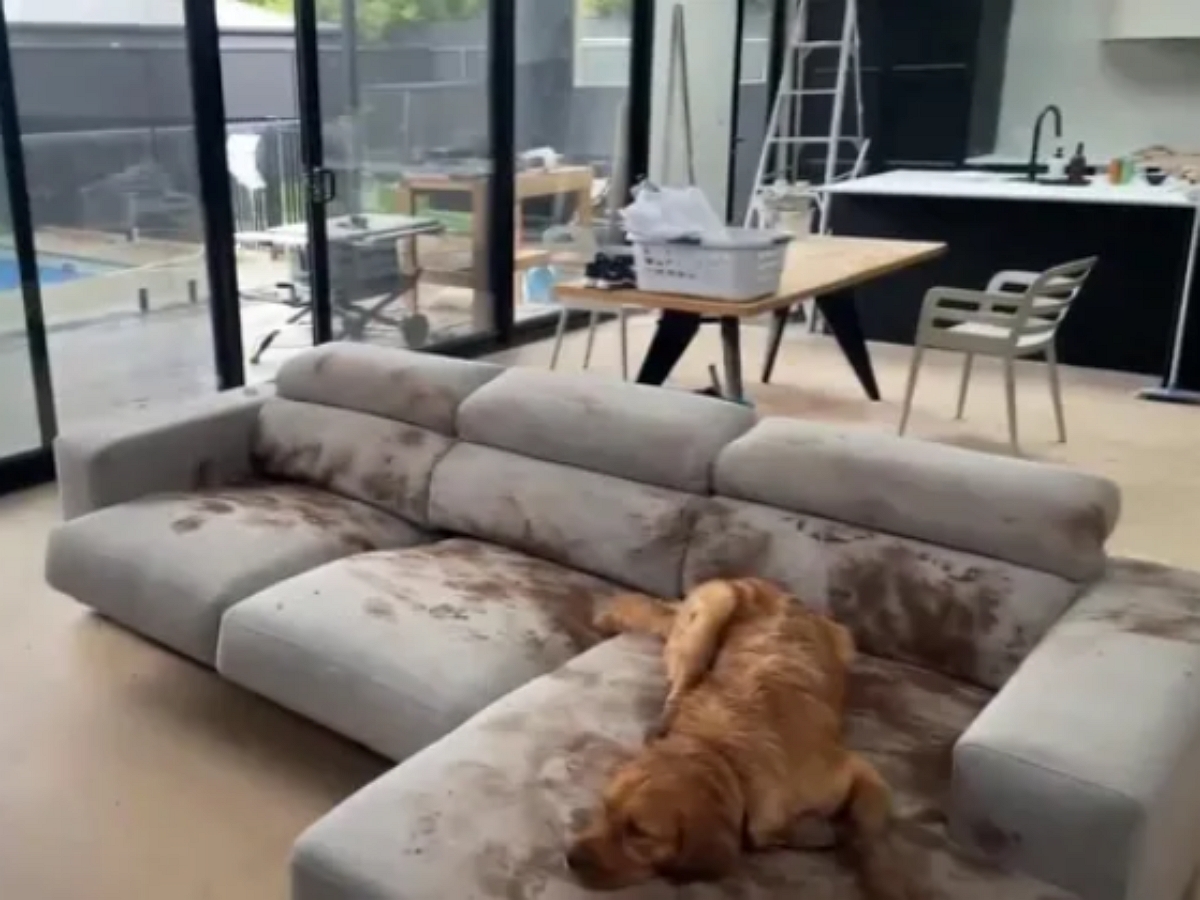 Пес устроил «грязную вечеринку» на новом диване