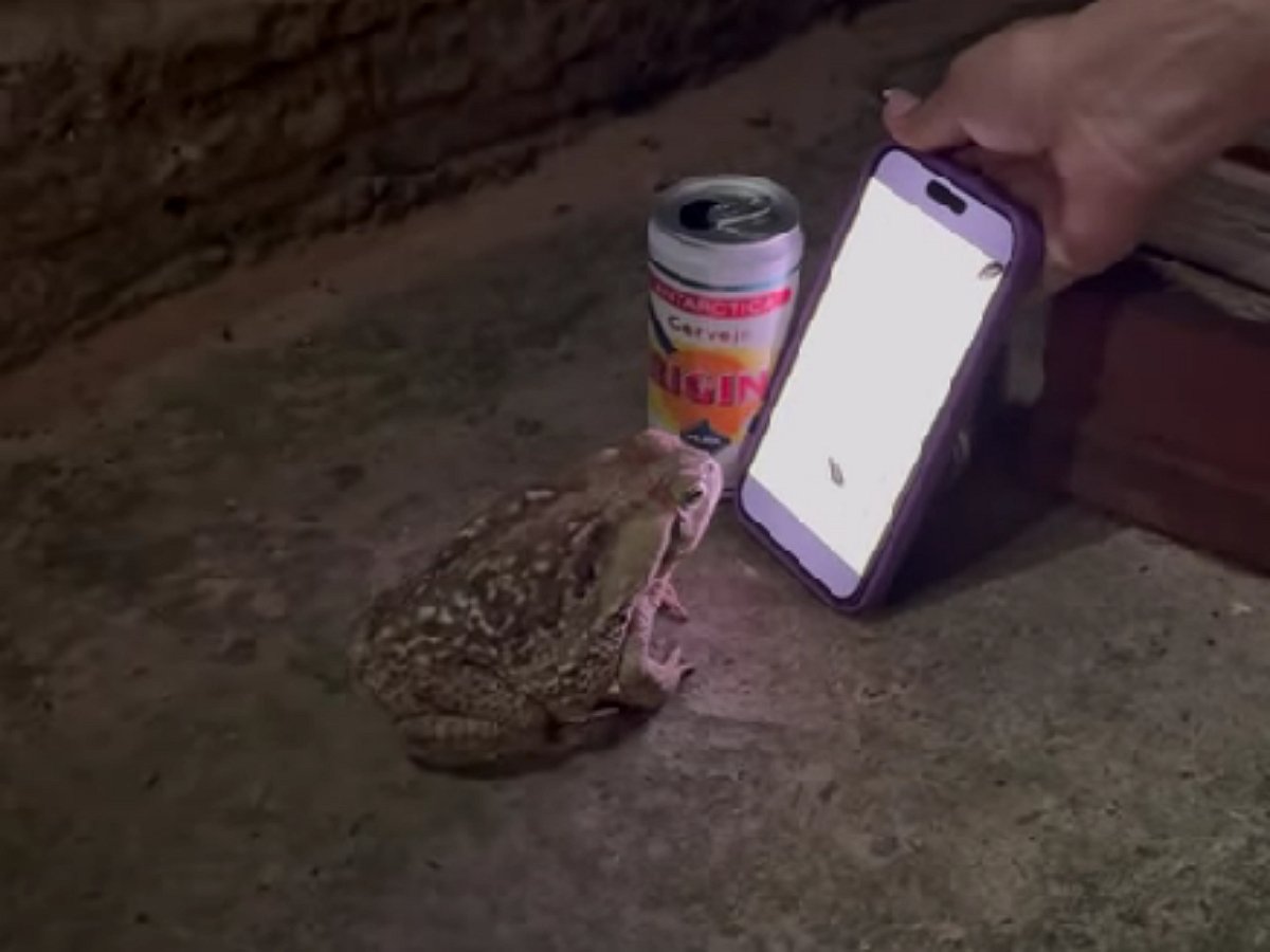 Хозяин придумал, как развлечь необычного питомца