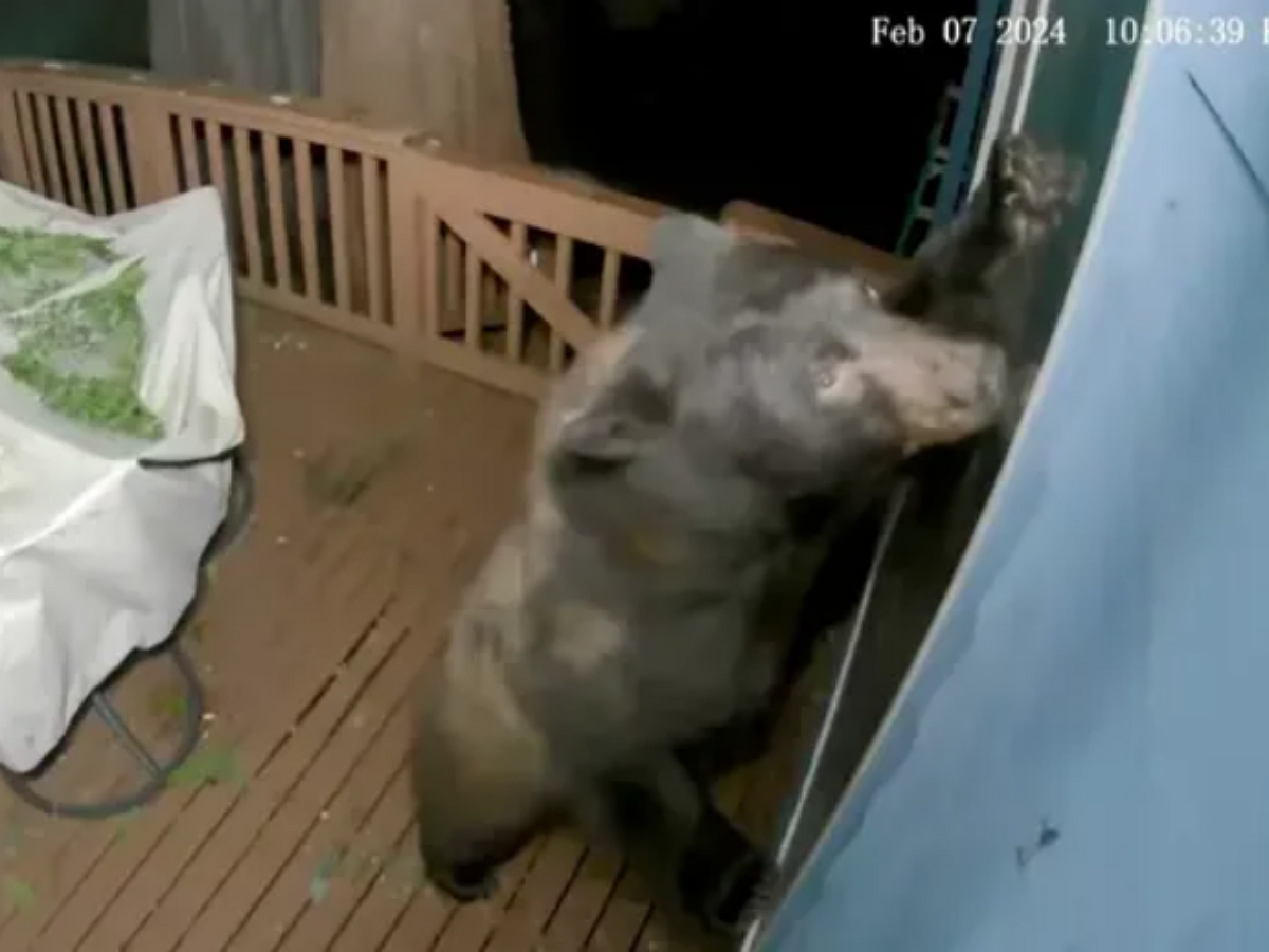 Медведь попытался пролезть в дом через собачий лаз