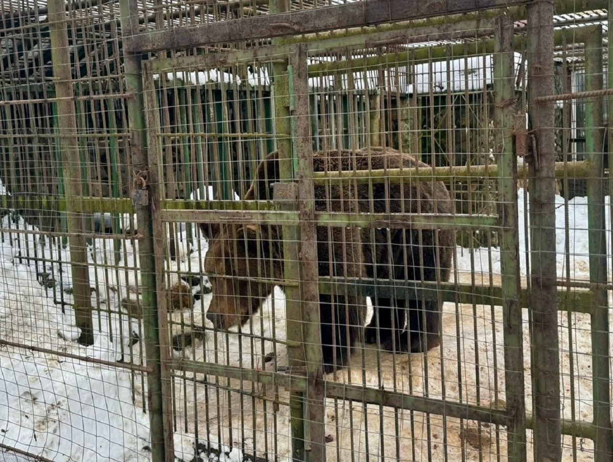 Под Смоленском медведь, живущий 20 лет в клетке у дороги, напугал до смерти рабочего