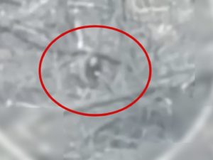 Боец ВС РФ палкой сбил дрон ВСУ и спасся бегством: опубликовано видео