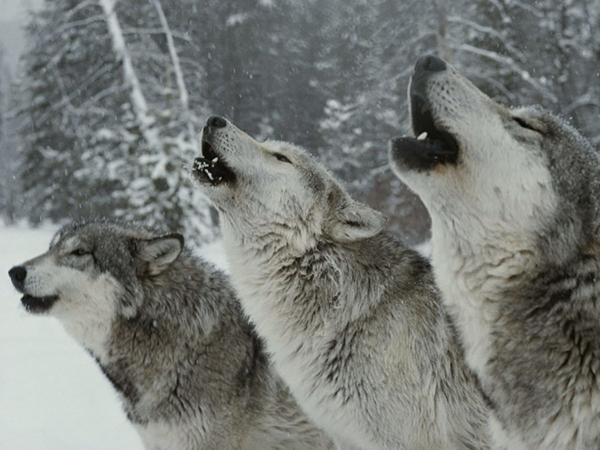 У волков из Чернобыля нашли геном, который позволяет им не умирать от рака