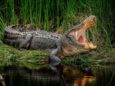 Агрессивный крокодил покусал слонов на водопое
