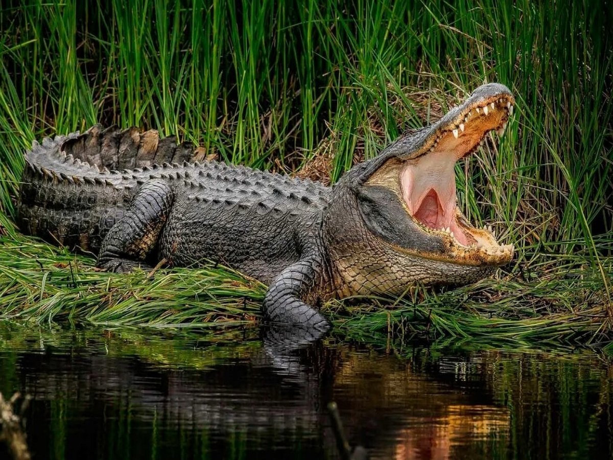 Агрессивный крокодил покусал слонов на водопое