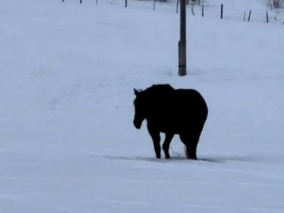конные попоны. лошадь на дыбах. лошадь бежит. конь несется. гнедой мустанг.