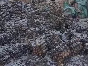 В Омске на свалку выбросили десятки тысяч яиц