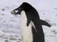 Вороватый пингвин попался на краже у товарища