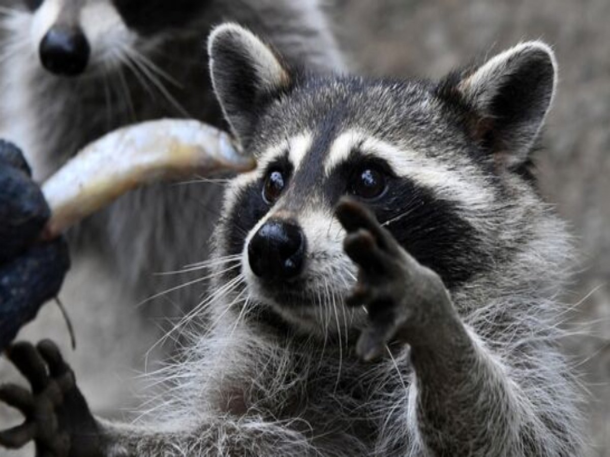 Енот, выпив из миски, удалился на передних лапах