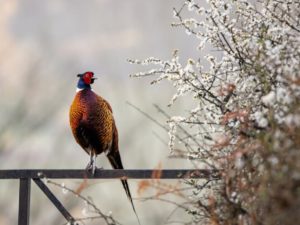 Победители конкурса «Лучшая фотография живой природы»