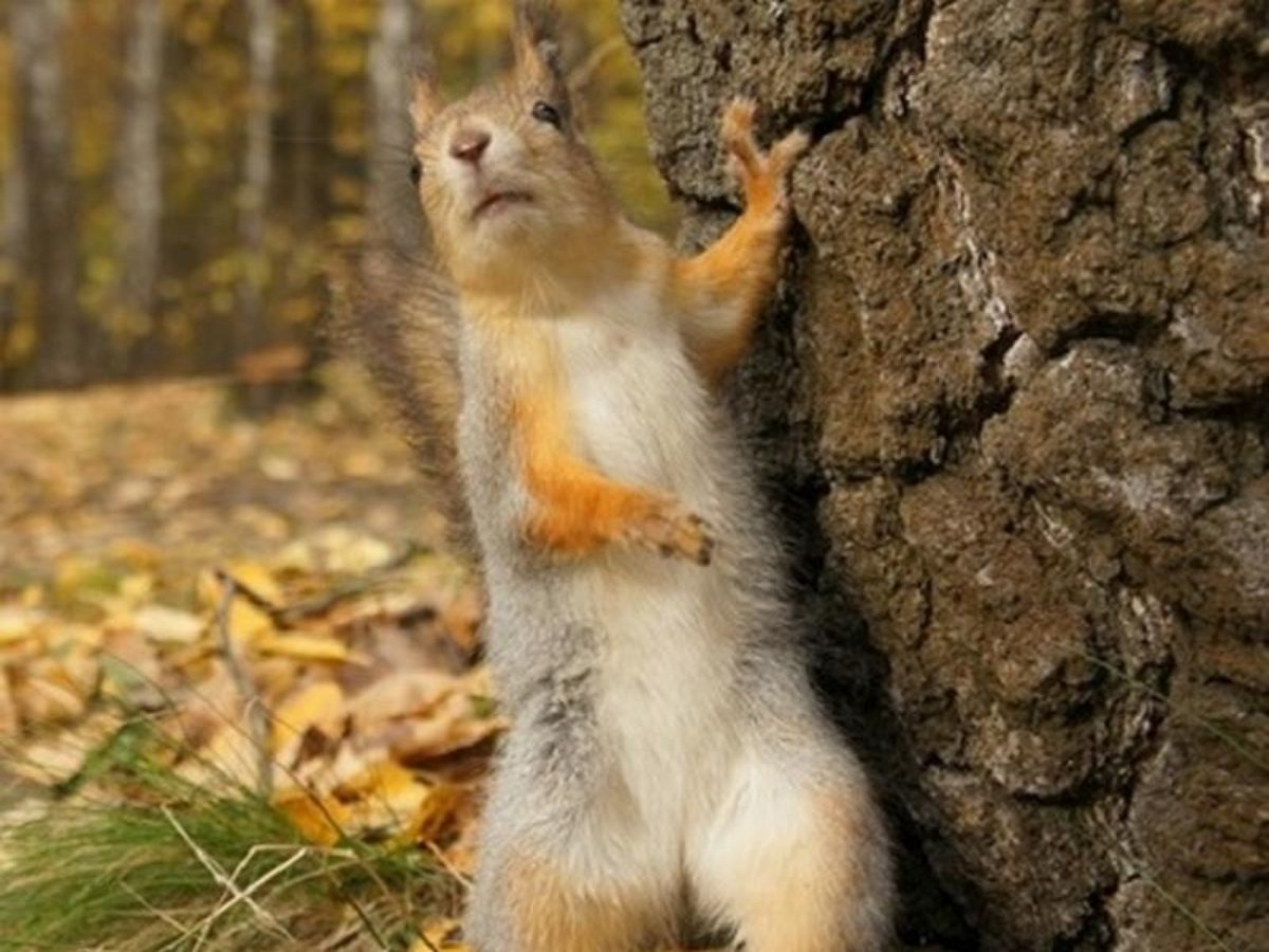 Кто приходит к пьяной белке? Неужели пьяницы?