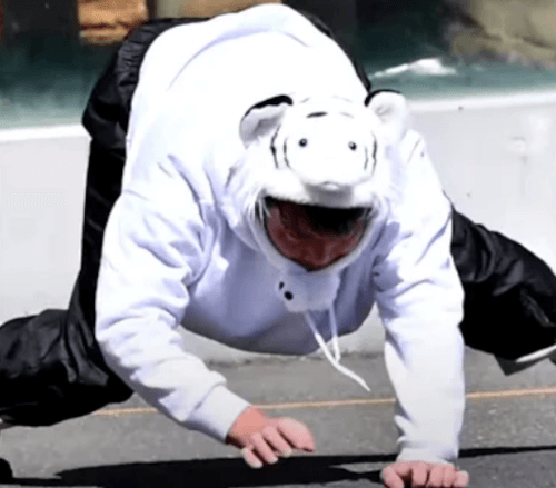 Сотрудники зоопарка ловили мужчину, переодетого тигром