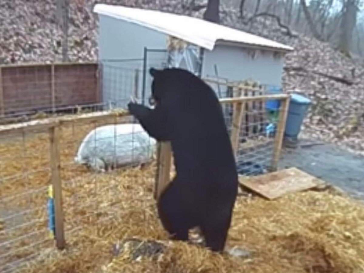 Свиньи прогнали медведя, залезшего в вольер