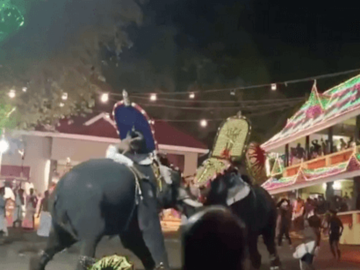 Два слона подрались во время фестиваля в Индии