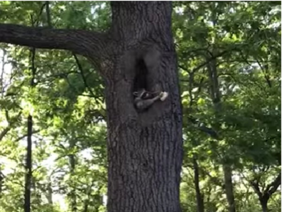 Кто живет в белечьем дупле?