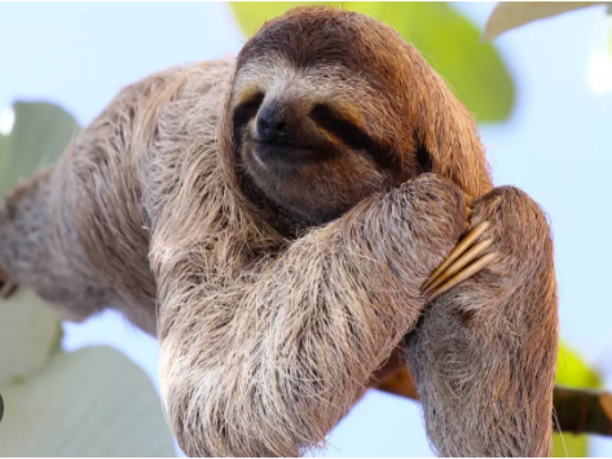 Ленивец, усевшийся на дороге, застопорил движение