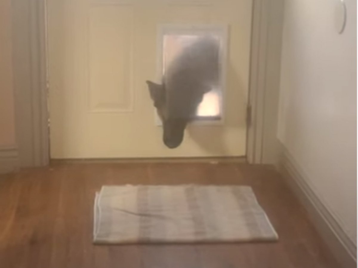 Когда питомец привел домой друга