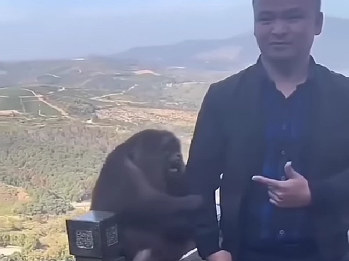 Обезьяна хотела напугать туриста, а он не захотел бояться