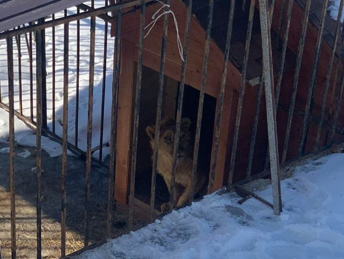 В Саратове 14-летнюю школьницу покусал лев, живущий в клетке на улице