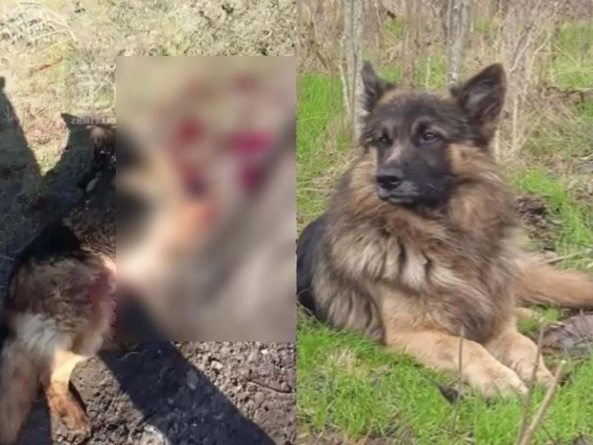 Бойцы ВС РФ сняли на видео подвиг собаки, сбившей собой дрон ВСУ