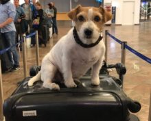 Эта собака путешествует согласно купленным билетам, вызывая смех всего салона самолета
