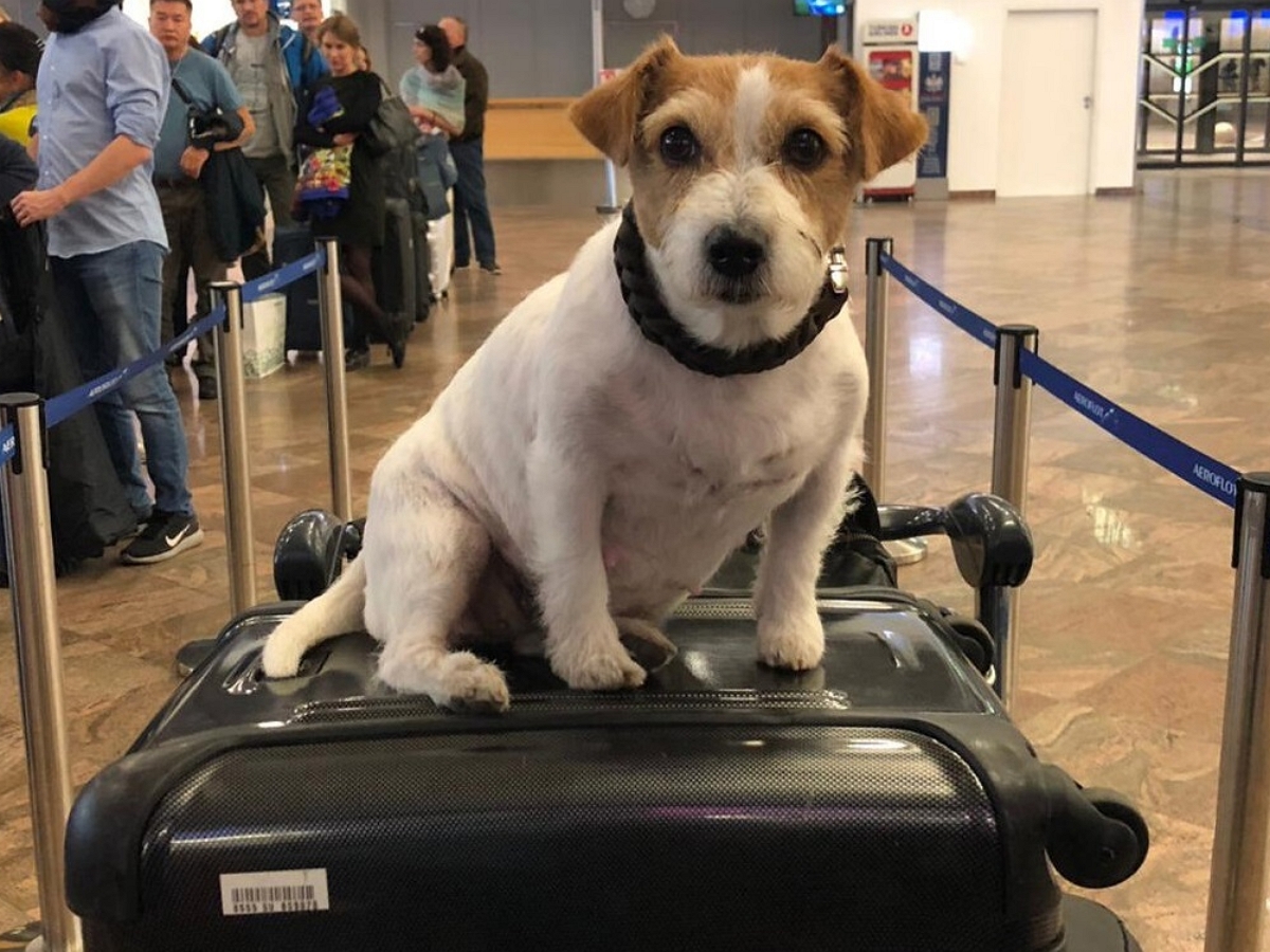 Эта собака путешествует согласно купленным билетам, вызывая смех всего салона самолета