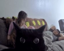Кошку потрясла видеокамера, установленная в комнате