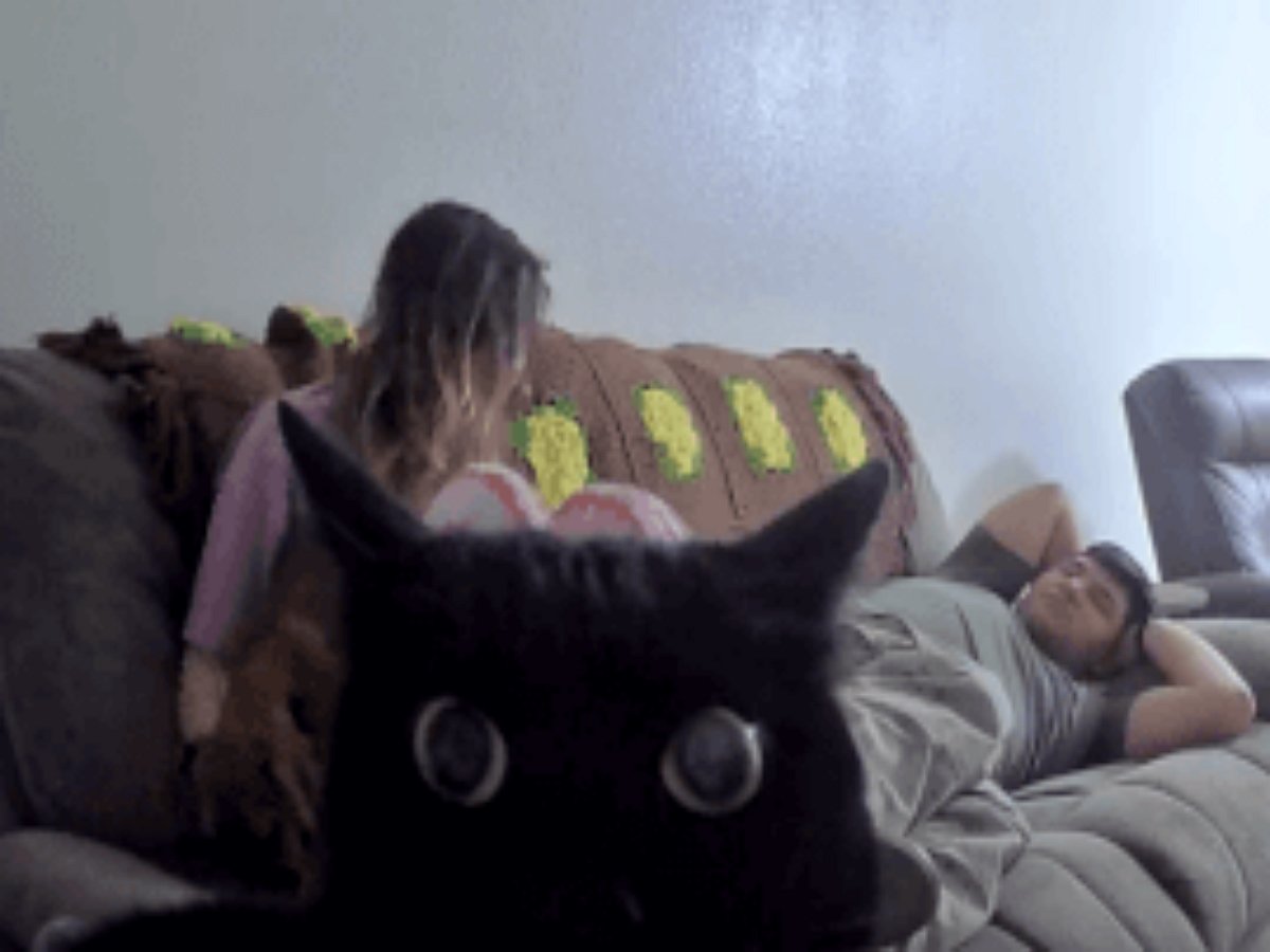 Кошку потрясла видеокамера, установленная в комнате