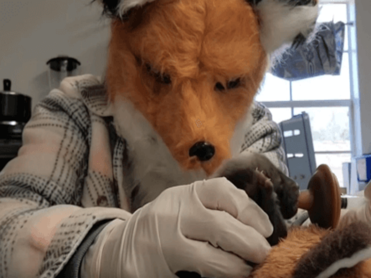 Сотрудники центра дикой природы ухаживают за лисенком в костюме лисы