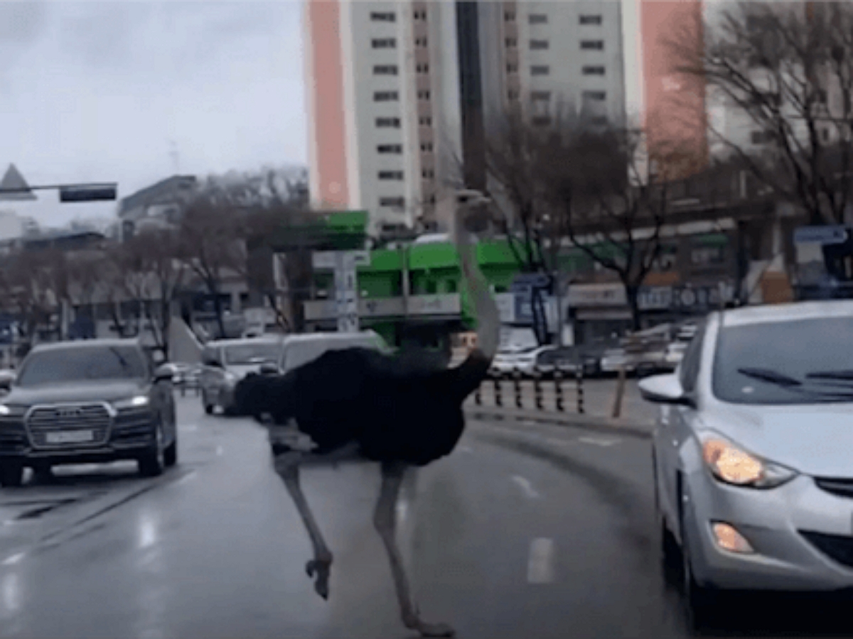 По улицам корейского городка бегает страус