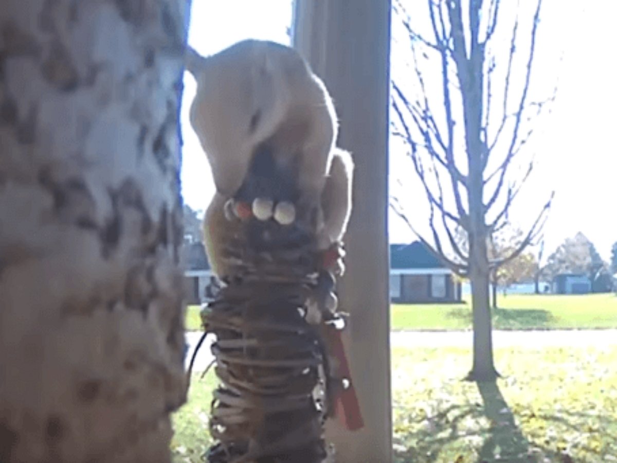 Белка-альбинос дала возможность хорошенько себя рассмотреть