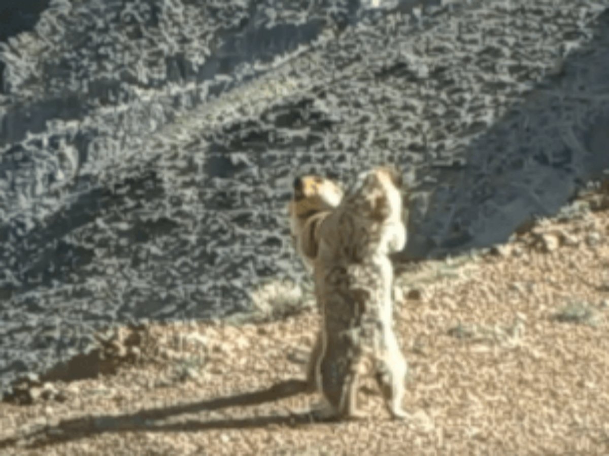 Страстный танец двух сурков на самом деле оказался дракой