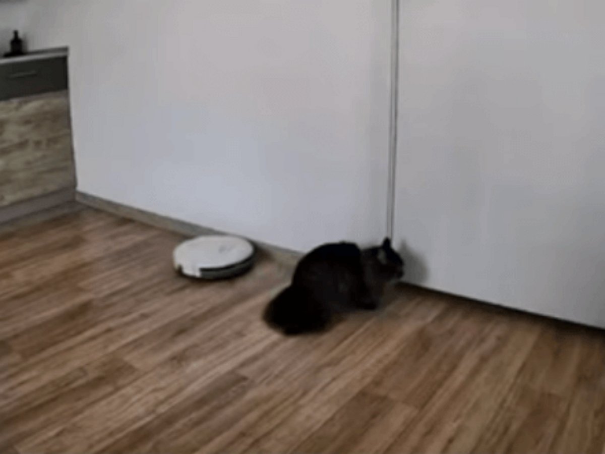 Робот-пылесос коварно напал на кошку