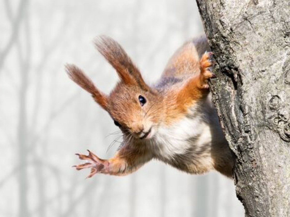 Белка устроила на дереве столовую самообслуживания
