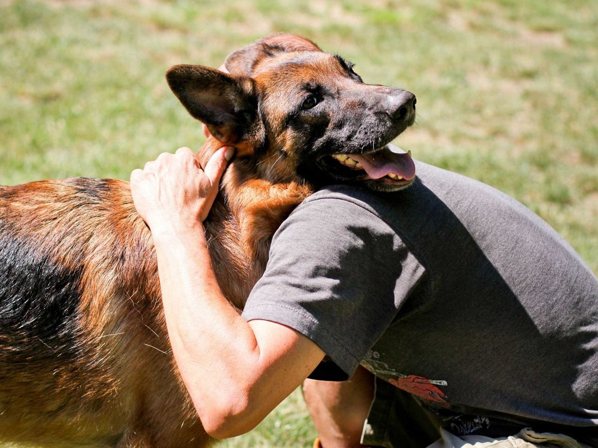 Игривая овчарка уронила хозяина на пол
