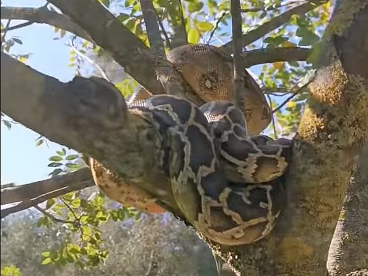 Как змея взбирается на дерево